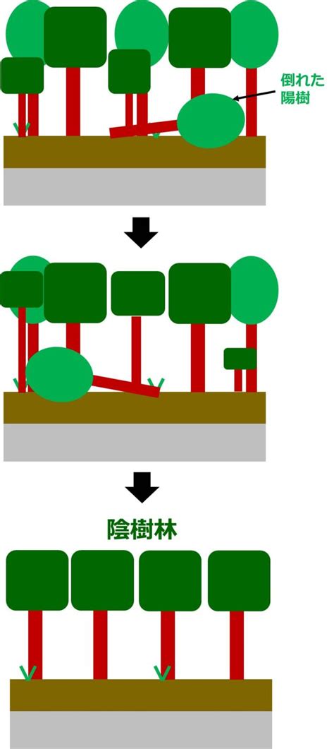 陰樹 種類|生物基礎：遷移の分類、一次遷移 (裸地～陰樹林)の過。